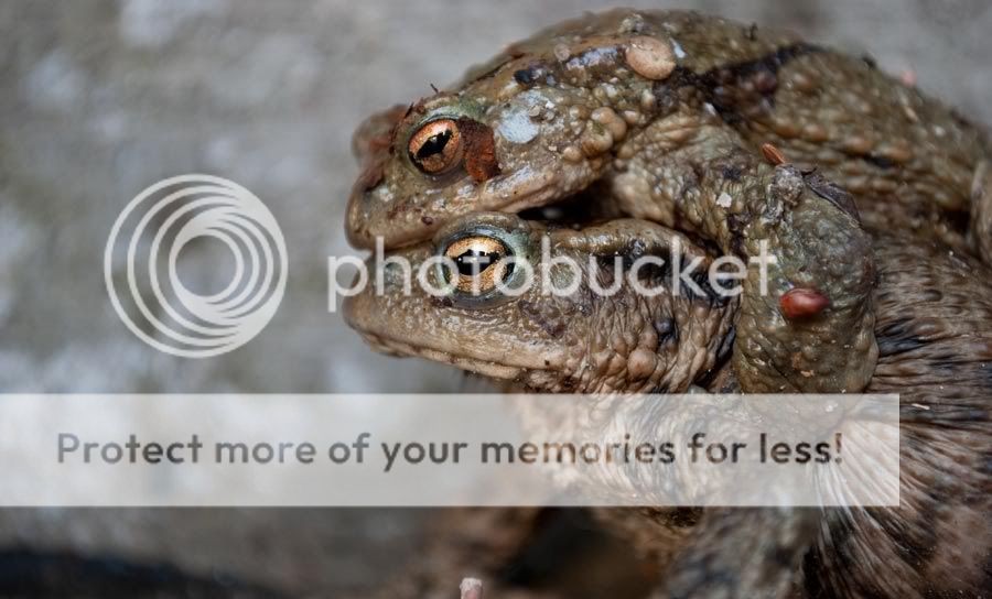 Fotografie