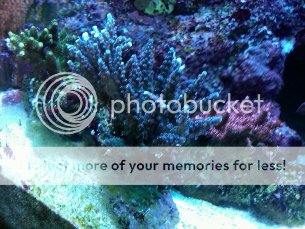Some sps for sale IMG00132 20100822 1139 - Some sps for sale
