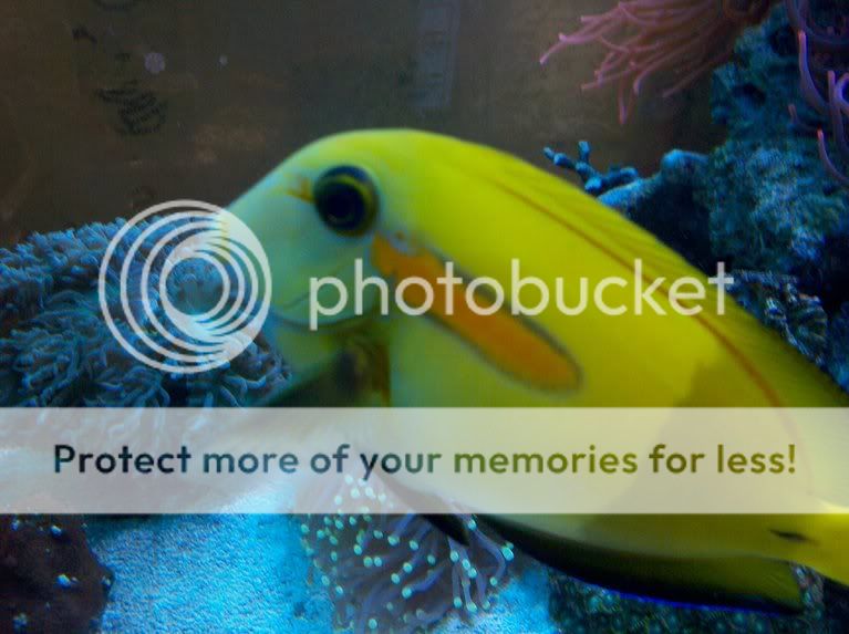 photobucket 7381 1326286027546 - Mobile Fish Photo Contest - sponsored by Air, Water & Ice