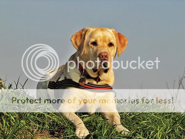  photo IMG_2219_Hagrid_zpsa1e41f2b.jpg