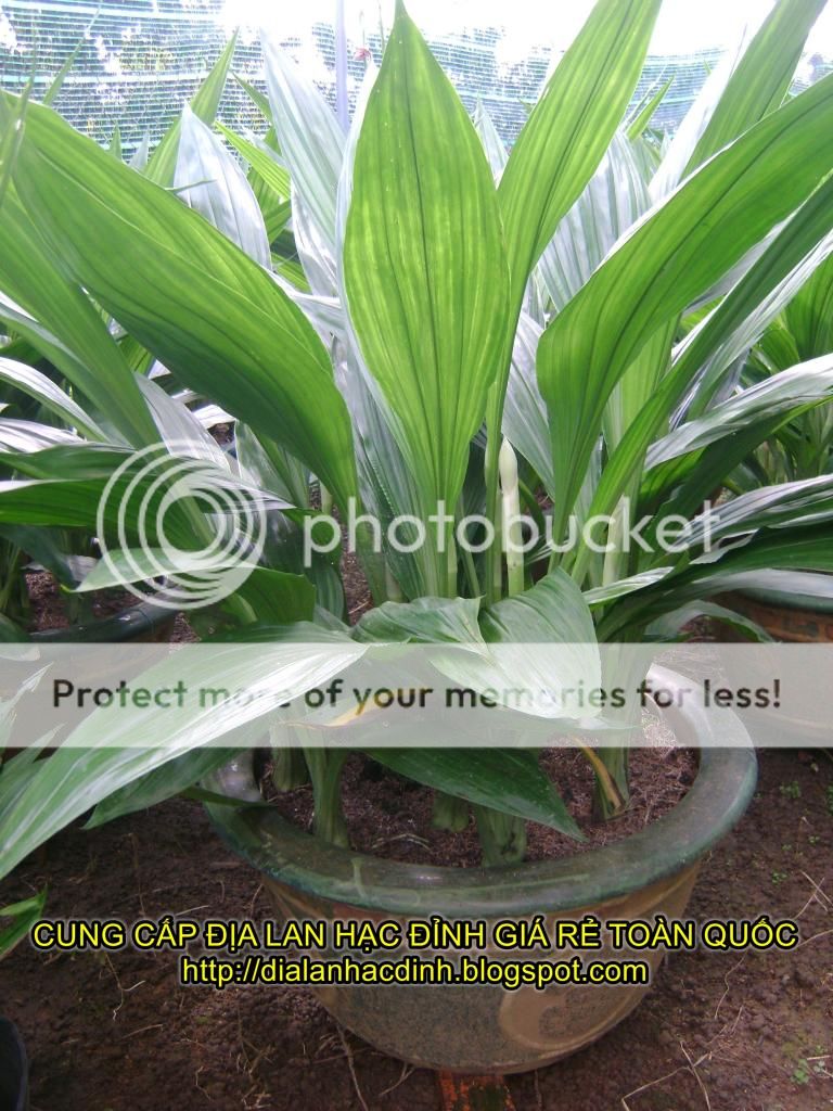 watermarked-DSC08268_zps8b7b6f07.jpg watermarked-DSC08268_zps8b7b6f07.jpg
