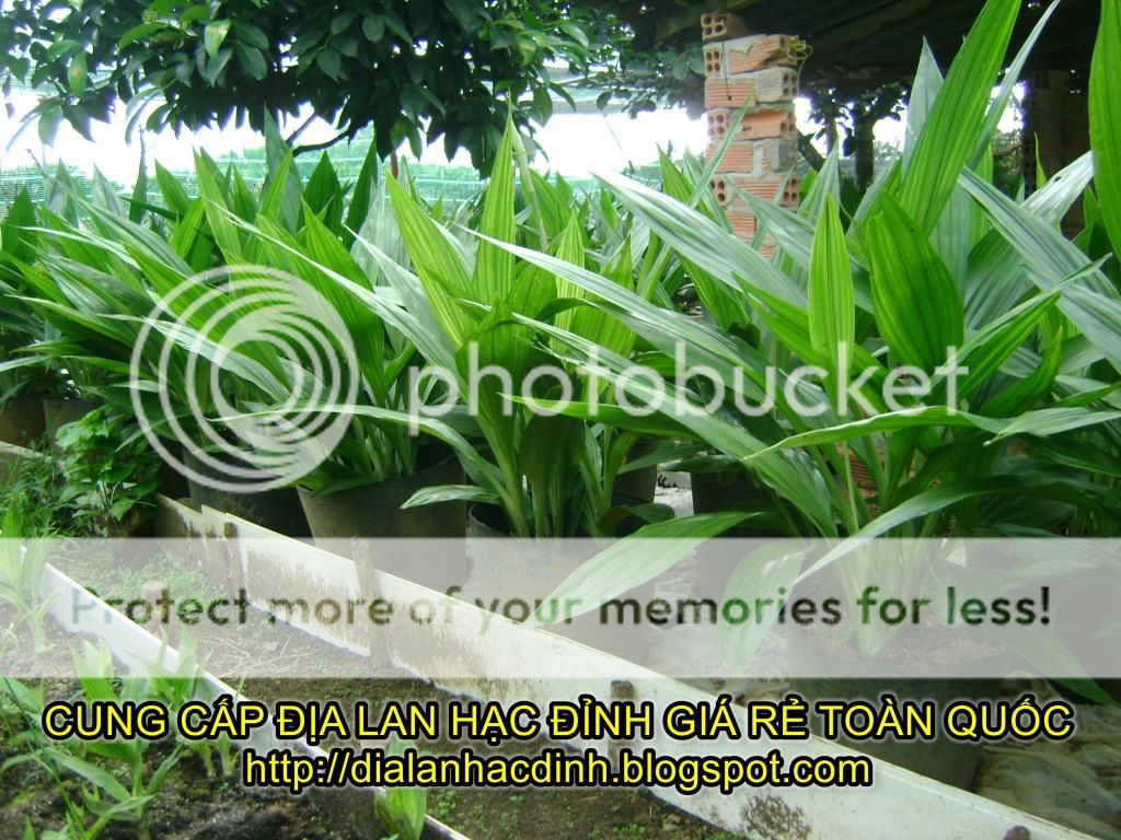 watermarked-DSC08275_zpse01124d7.jpg watermarked-DSC08275_zpse01124d7.jpg