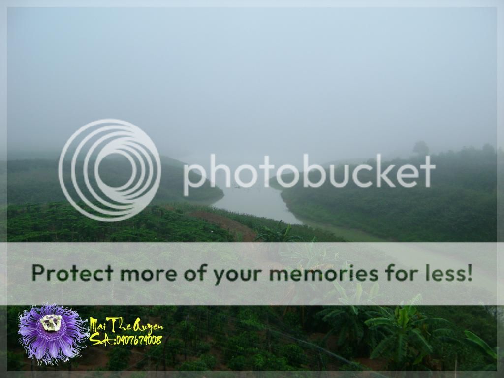 Cung cấp chanh dây tươi