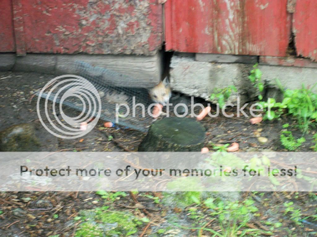 Posted Image