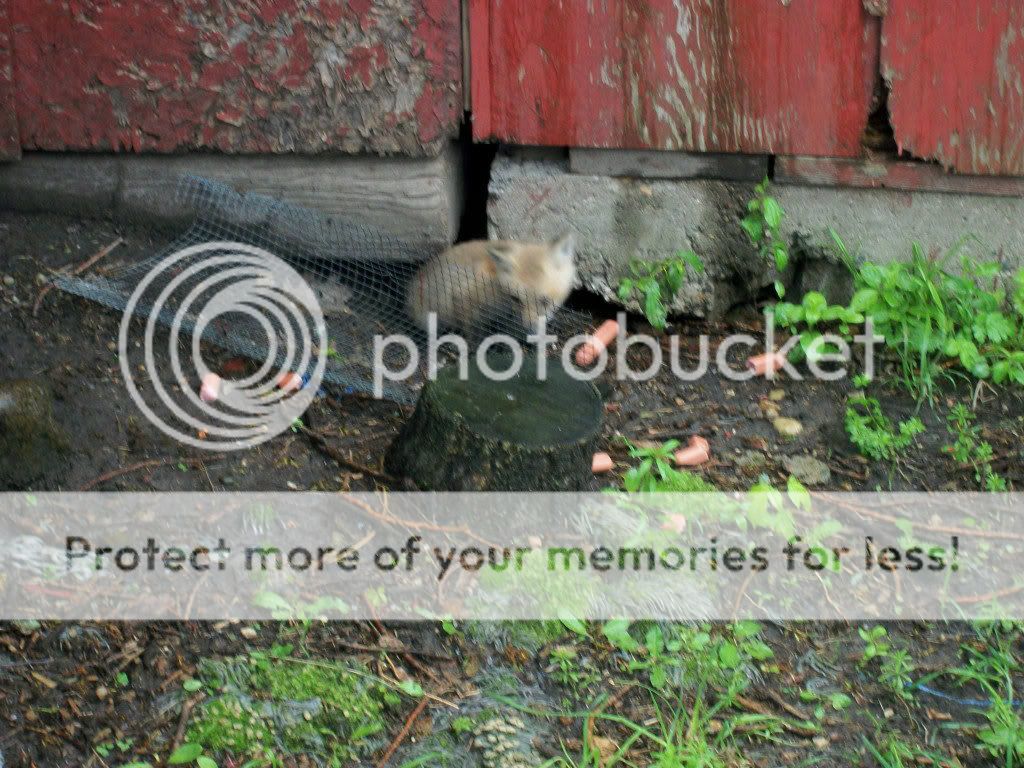 Posted Image