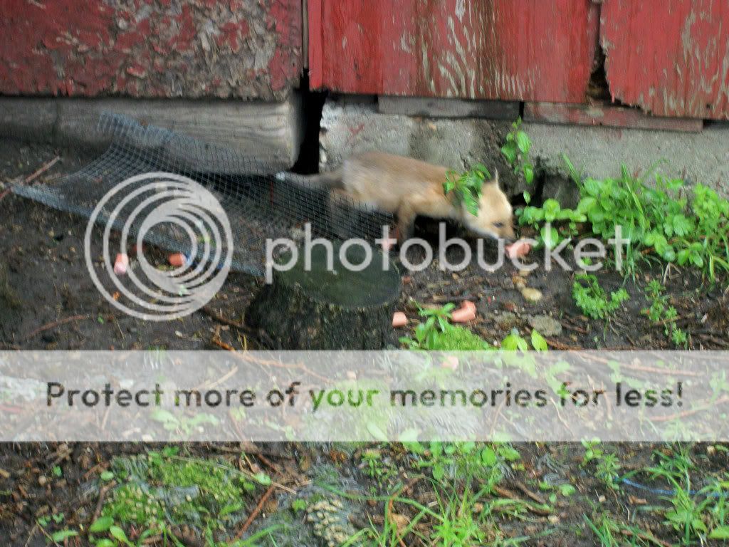 Posted Image