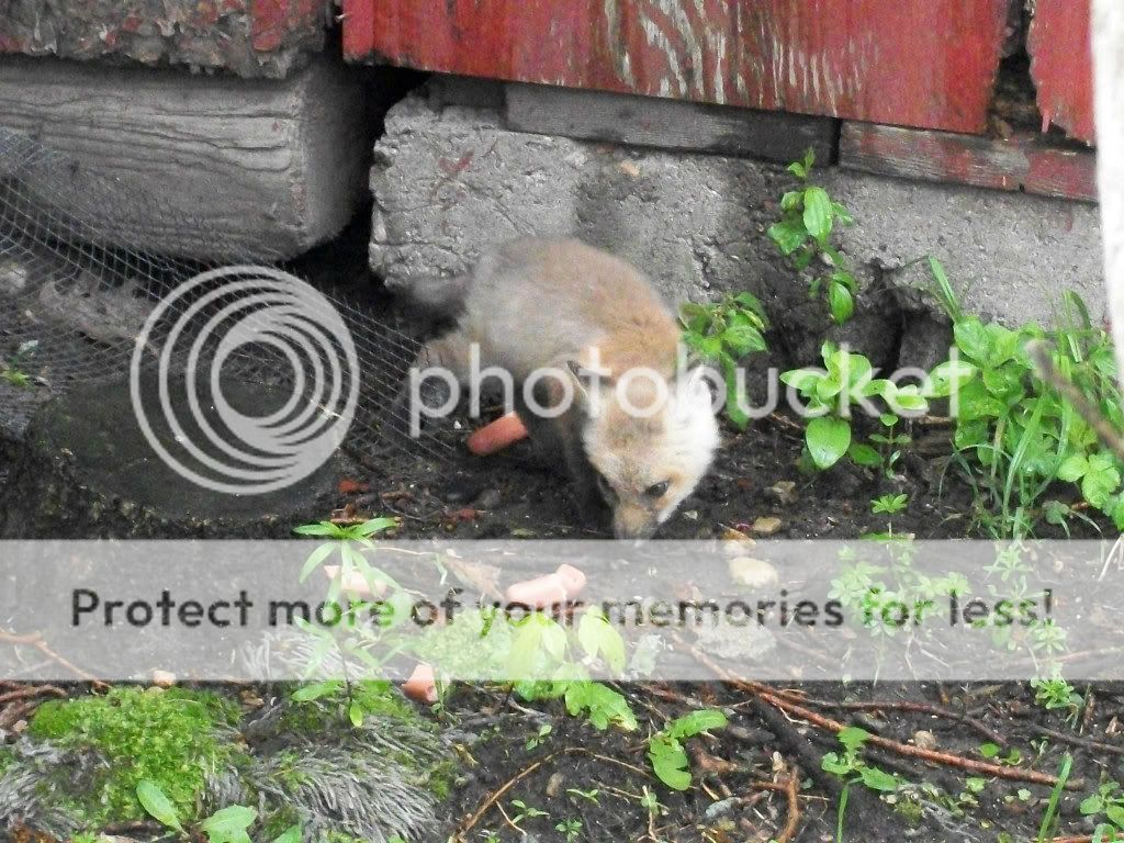 Posted Image